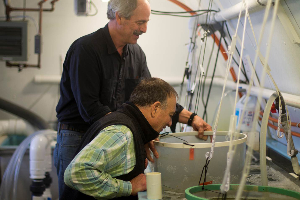 Oyster hatchery owner Bill Mook, standing, and Joe Salisbury, an associate professor of oceanography at the University of New Hampshire, view young oysters being grown at Mook Sea Farm in Walpole. Mook teamed up with researchers at the University of New Hampshire to install a monitoring system that helps him manipulate growing conditions and give his oysters a better start.