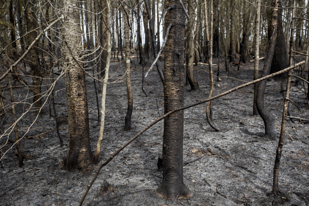 The angle of char on tree bark is a reliable indicator of a fire's direction and behavior, offering a road map of how it burned for Maine Forest Ranger Mark Rosseau as he went through the process at this recent wildfire site in New Vineyard.