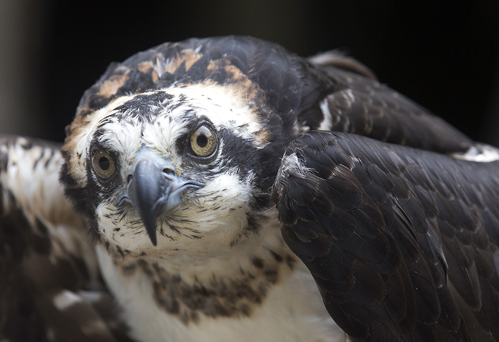 A captive osprey at the Squam Lakes Natural Science Center in Holderness, N.H., where a researcher is using solar-powered satellite transmitters attached to the backs of juvenile and adult ospreys to track the international migrations of birds nesting in the Northeast. Jim Cole/Associated Press