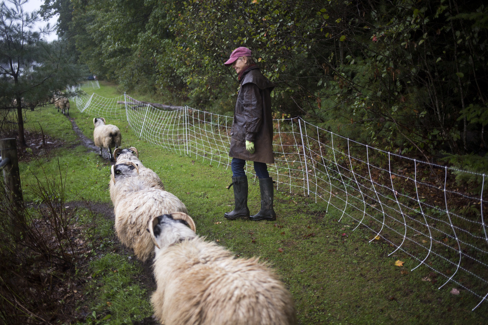 Nina Fuller watches as her sheep head to a pond for water on her property in Hollis. The sheep usually don't drink from the pond, but because of the drought, that has changed this year, she said. Rainfall in York County since Oct. 1, 2015, is about 16.6 inches below normal. Brianna Soukup/Staff Photographer