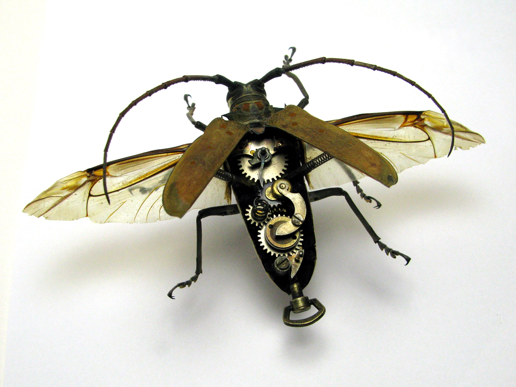 pnms-Longhorn2009.JPG