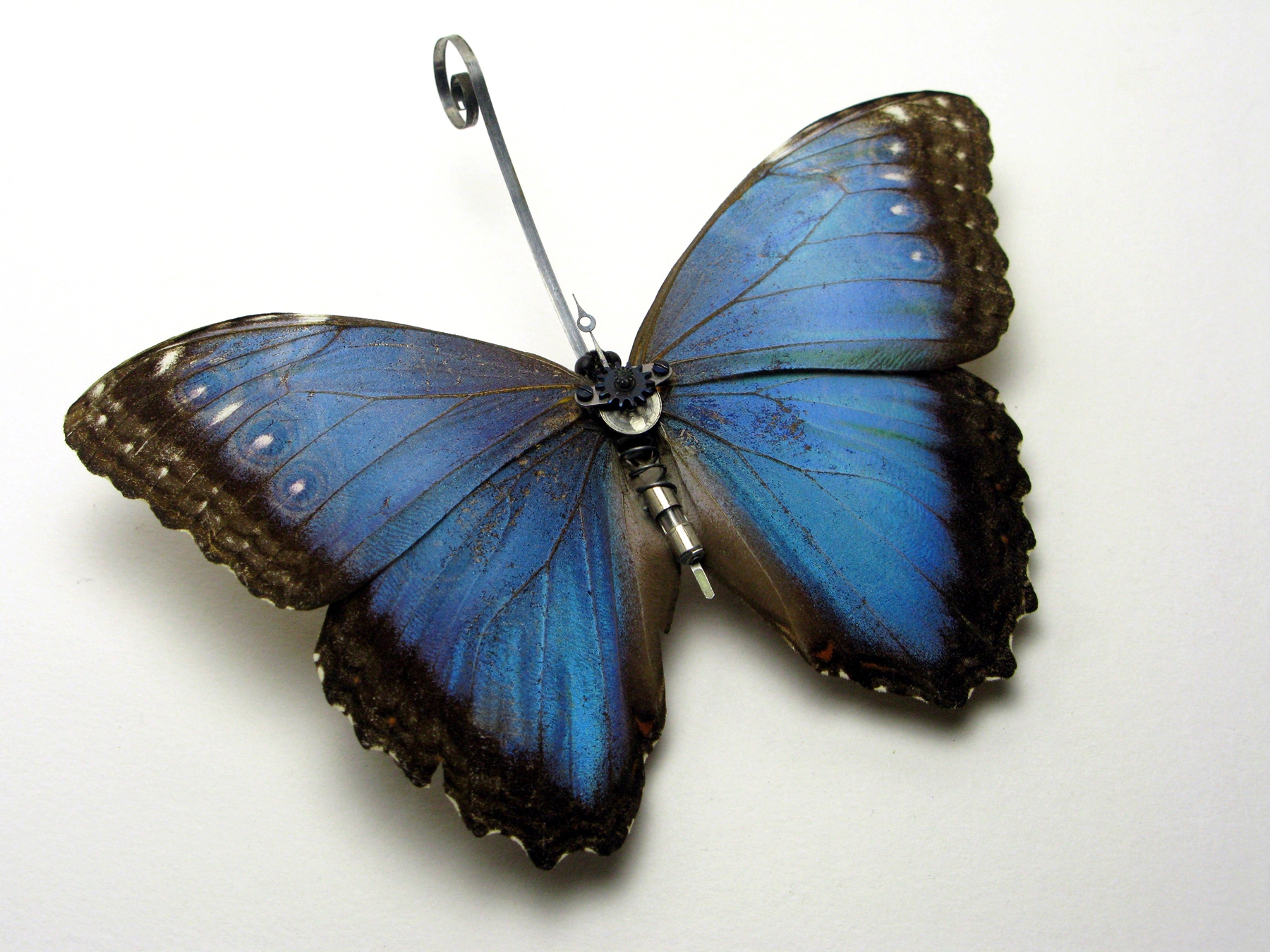 pnms-Morpho2009.JPG