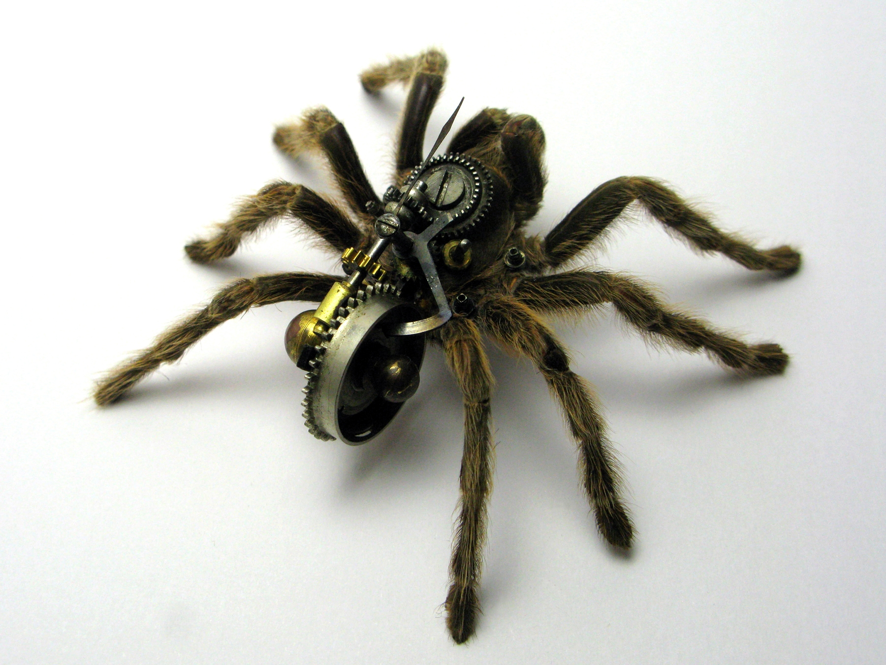 pnms-Tarantula2009.JPG