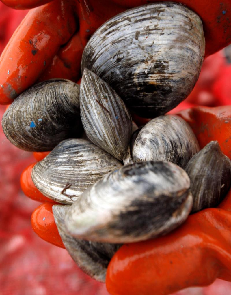 Clammers say red tide is less of an economic threat than shoreline pollution.