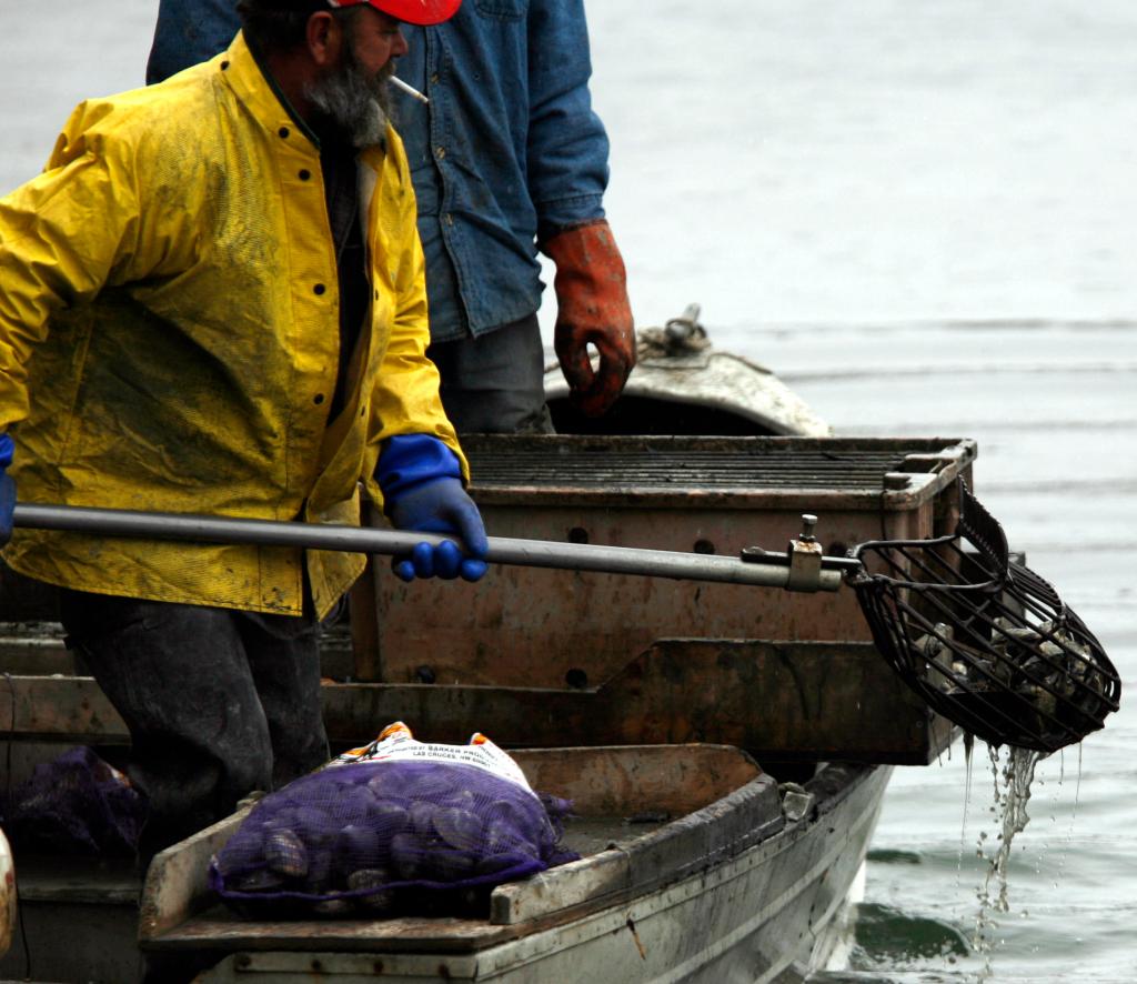 Clammers rake for quahogs Tuesday in the New Meadows River in Brunswick. Researchers say indicators on the ocean floor suggest the Gulf of Maine could see a significant regional bloom of the toxic algae that causes red tide.