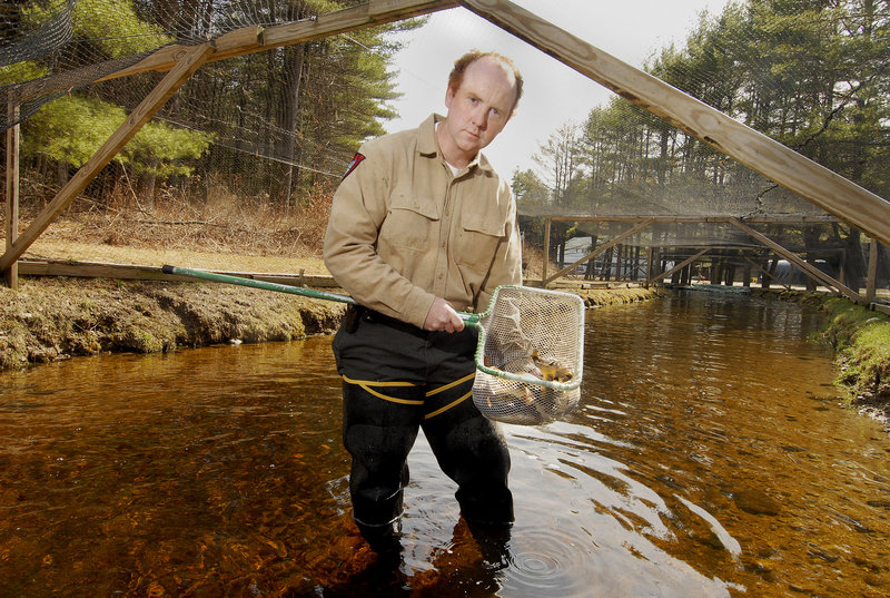 Tim Knedler, a fish culture supervisor at the state's hatchery in New Gloucester, shows off some legal-sized trout soon to be stocked in area ponds and streams. Warmer water has led to faster-growing fish, a good sign for Maine's fishermen this season.