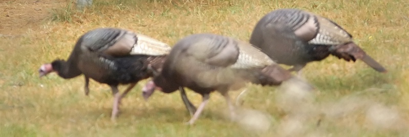 Pre-season scouting is a factor hunters can control that can absolutely make a difference in their eventual success at bagging a bird.