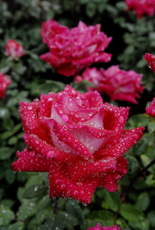 A rose is in full bloom in the rose circle at Deering Oaks. Portland officials are wondering if enough people see the circle.