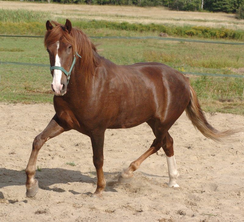 Thunder, a former feral Mustang stallion, was adopted by Grace Smeltzer of York and today enjoys life as a companion animal to Smeltzer’s 22-year-old Morgan horse.