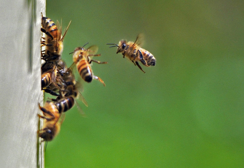 Honeybees buzz around one of Phil Gaven's hives in South Portland on Tuesday. Gaven wants to repeal or revise a restrictive city ordinance governing beekeeping that some residents say goes too far. "Our whole concern is that this is an activity that should be encouraged," he said.