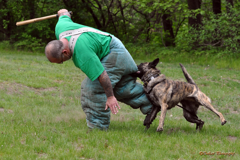 Mac McCluskey practices French ring sport maneuvers with his dog, Caelan, while wearing a French linen protection suit.