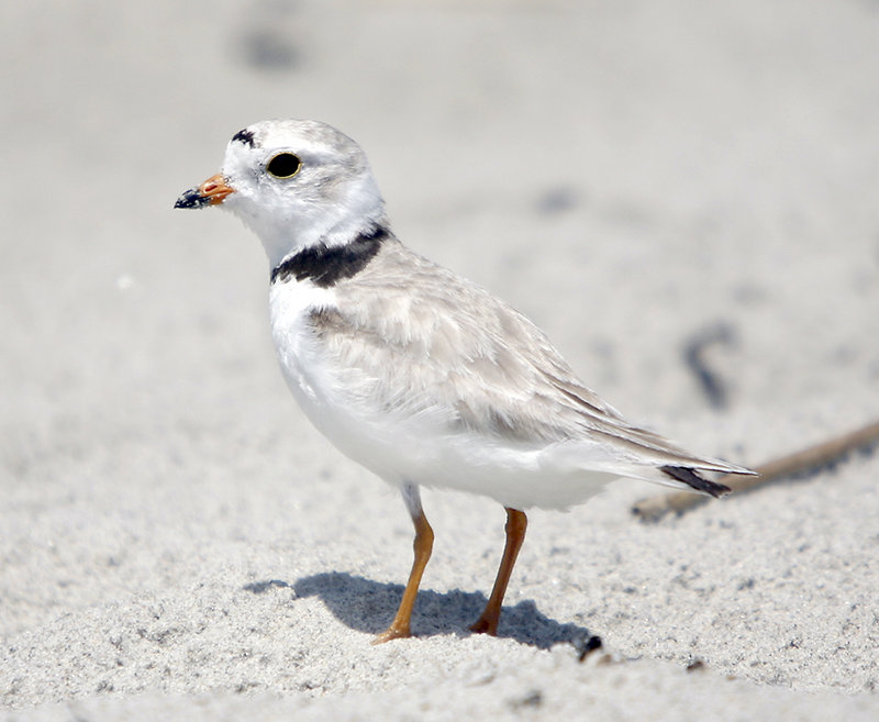 An adult piping plover