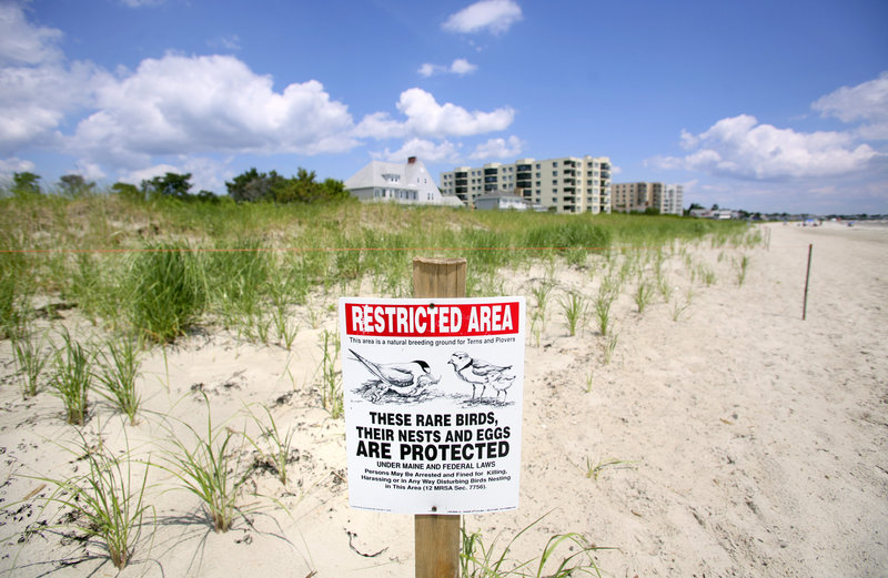 An area east of The Pier along the beach in Old Orchard Beach has been blocked off and public trash bins have been removed to protect piping plovers that were discovered nesting near there.