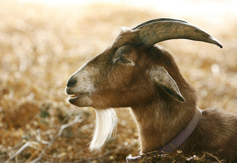 Biscuit the goat rests in the barn while on display at Open Farm Day at Wolfe's Neck Farm in Freeport on Sunday.