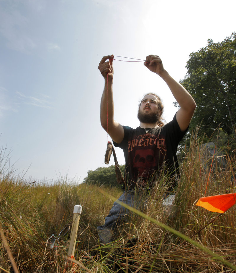 UNE senior Cory French collects a resin bag along the bank of the Saco River in Biddeford Thursday. The bags absorb nitrogen to determine the area s suitability for plant growth.