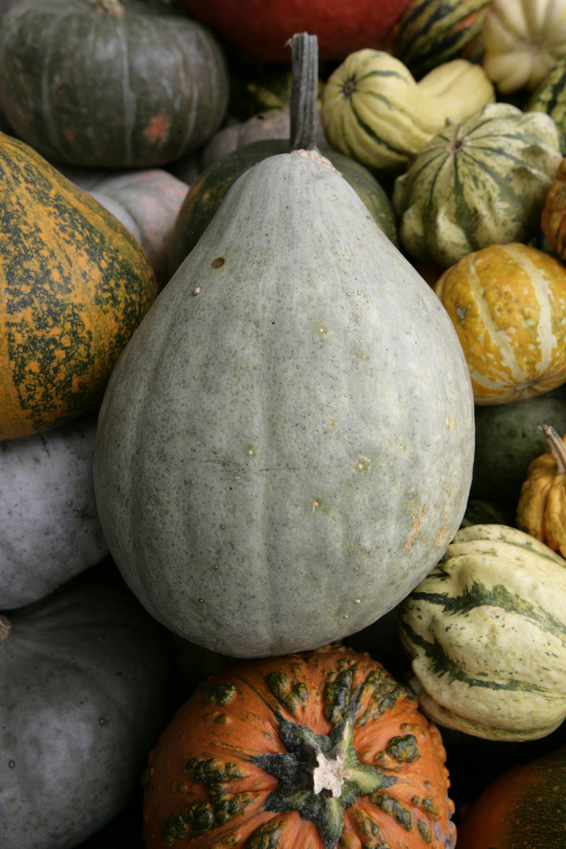 COOKING WITH SQUASH
