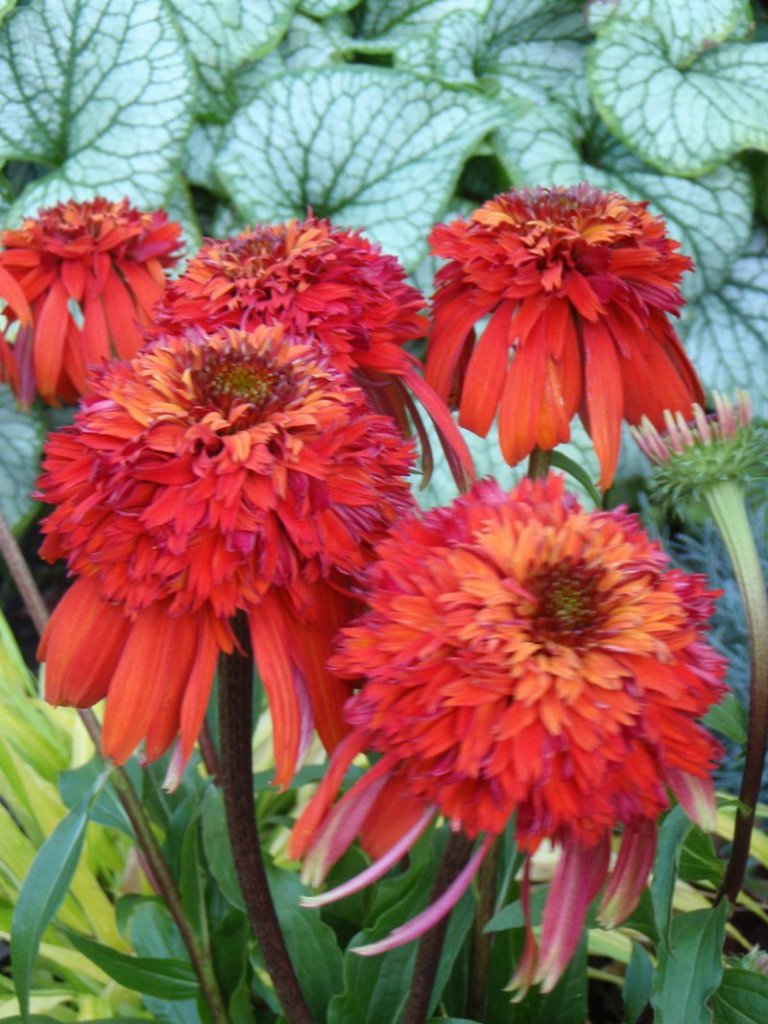 “Hot Papaya” echinacea