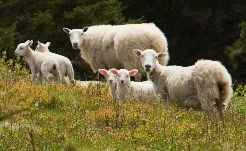 A small flock of sheep gathers on Maine Coastal Island’s National Wildlife Refuge while being herded on Metinic Island, near Rockland. The sheep were being moved to make room for seabirds expected to nest on the island.