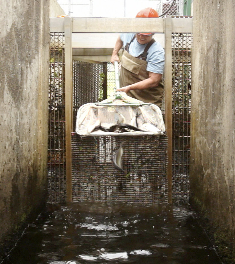 Lee Sochasky works with alewives at the Milltown Dam fishway in New Brunswick, Canada, last month. The International Joint Commission has put forward an “adaptive management plan” that may offer a compromise in the fight to open up the St. Croix River watershed to the fish.