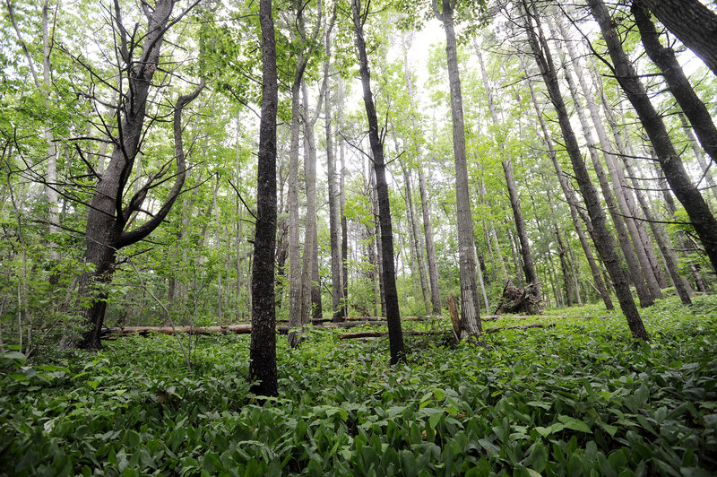 Forest in the Robinson Woods II parcel is part of the 63 acres the Cape Elizabeth Land Trust is raising money to purchase.