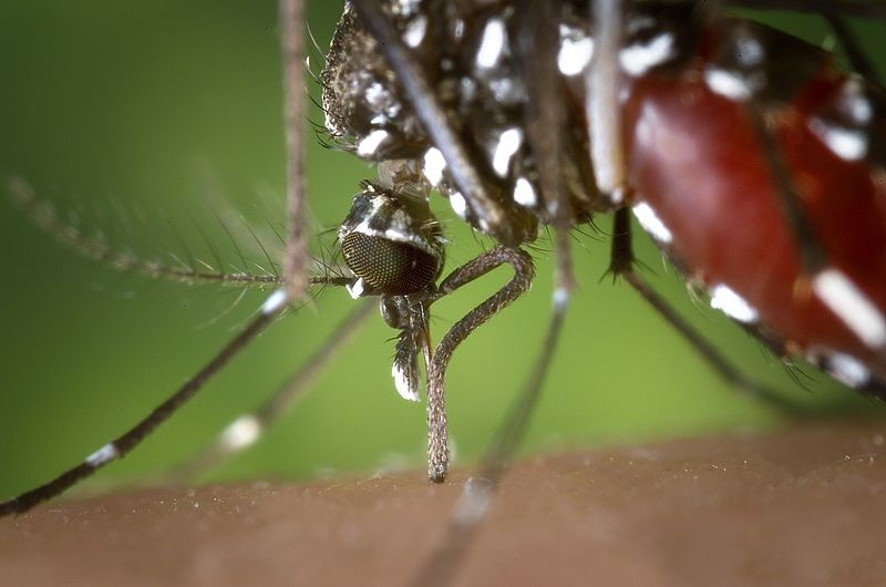 In this photo, the proboscis of an Aedes albopictus mosquito pierces human skin. For the first time this year, West Nile Virus has been detected in Maine.