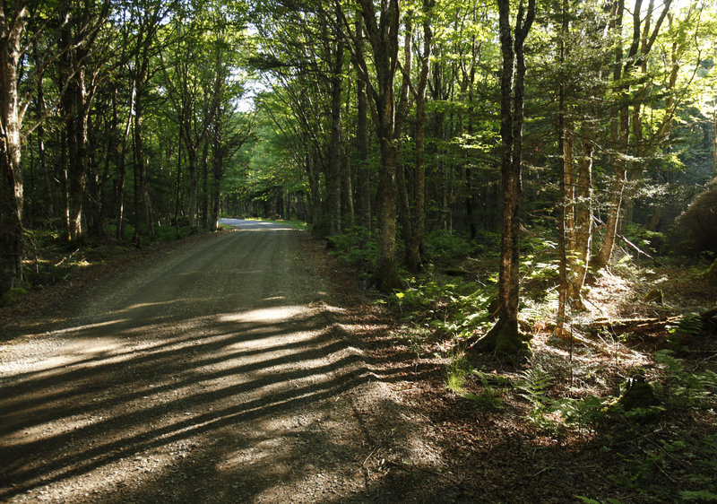 Sunlight shines through trees alongside Liberty Point Drive at the park. Because of its international status, the park felt the impact of the 2001 attacks.