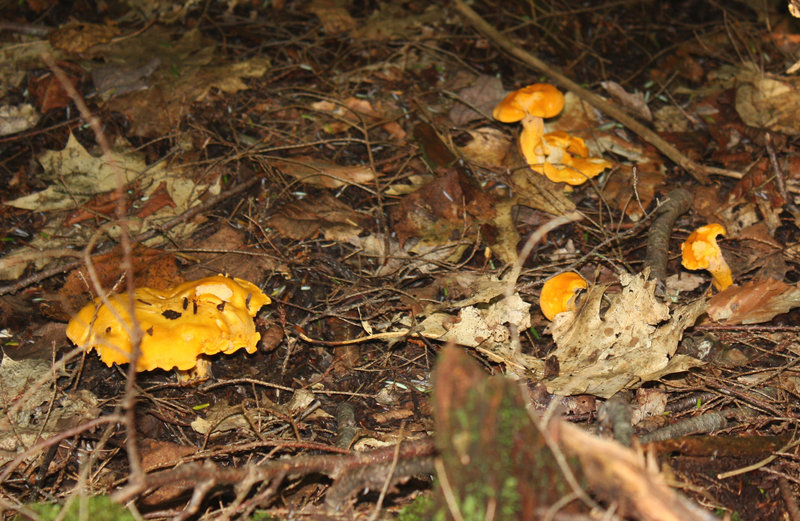 Week-old chanterelles stand out against the brown leaf litter of the forest floor.