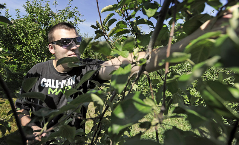 Sherman Perry of Gorham plucks a Cortland apple off a tree at Orchard Hill Farm in Cumberland on Thursday. Maine’s crop is early this year and should be ready for picking by this weekend.