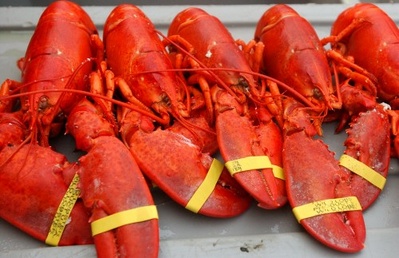 In this Aug. 2005 file photo, lobsters at The Maine Lobster Festival in Rockland, Maine. According to University of Maine marine biologist, Robert Steneck, the depletion of cod and the effects of global warming – along with existing economic challenges – are combining to test the ingenuity of lobstermen, even as the Gulf of Maine undergoes dramatic changes.