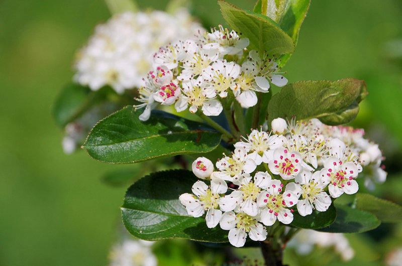 Bumblebees love the flowers of Aronia, which is native to the eastern U.S. Aronia’s berries are sour raw, but are good in juices and other processed forms.