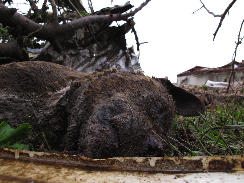 The body of Buster, Wayne Osmus' pit-chow mix, lies under a pile of rubble near his Moore, Okla., home on Tuesday, May 21, 2013. The dog died when he was caught out in Monday's EF5 tornado that flattened much of the Oklahoma City suburb. (AP Photo/Allen Breed)