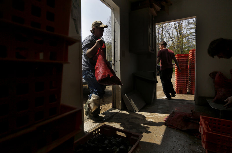 Clammers enter and exit S&S Seafood in Freeport. Many are volunteering to help in a study funded by the Town of Freeport about invasive green crabs.