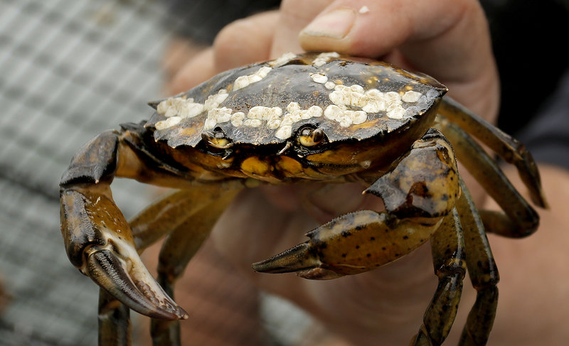 A green crab