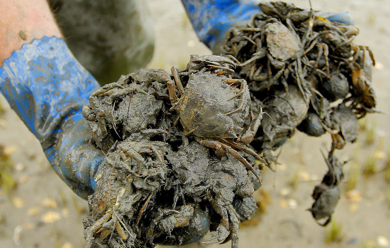 Chad Coffin holds handfuls of green crabs. He hopes to revitalize the Maine Clammers Association. “We have a lot more crabs to kill,” he says.