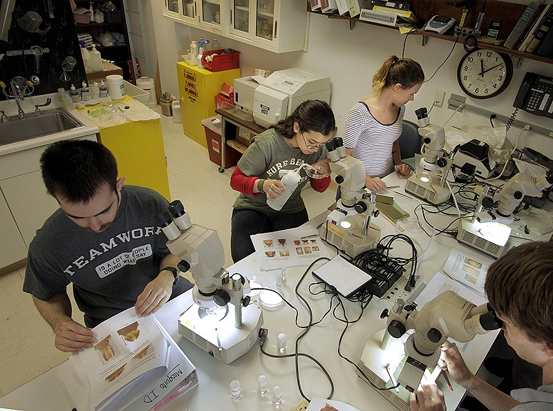 Left to right, Ryan Lane, Mariana Rivera Rodriguez, Jocelyn Lahey and Conor McGrory identify types of ticks at Maine Medical Center’s Vector-borne Disease Laboratory in South Portland.