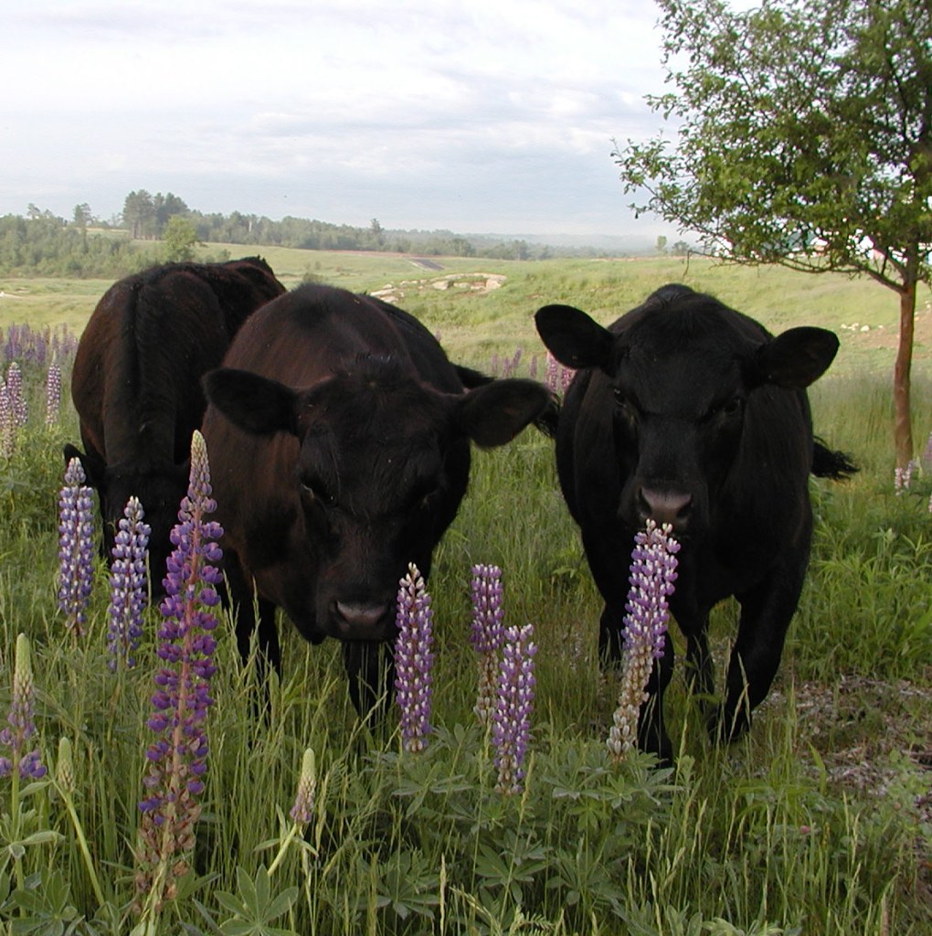 Angus graze among the lupine.