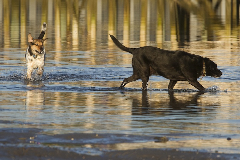 Elvis and Jakey frolic in the surf at Pine Point in Scarborough on Saturday, July 27, 2013. The Town Council voted Wednesday night to approve a settlement with the federal government – which includes a leash law on beaches – that ends a dispute over the killing of a piping plover chick by an unleashed dog on Pine Point Beach.