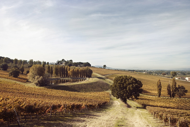 Vineyards sprawl across the Arnaldo Caprai estate in Montefalco. The estate offers an Umbrian vineyard experience, with tours and tastings.