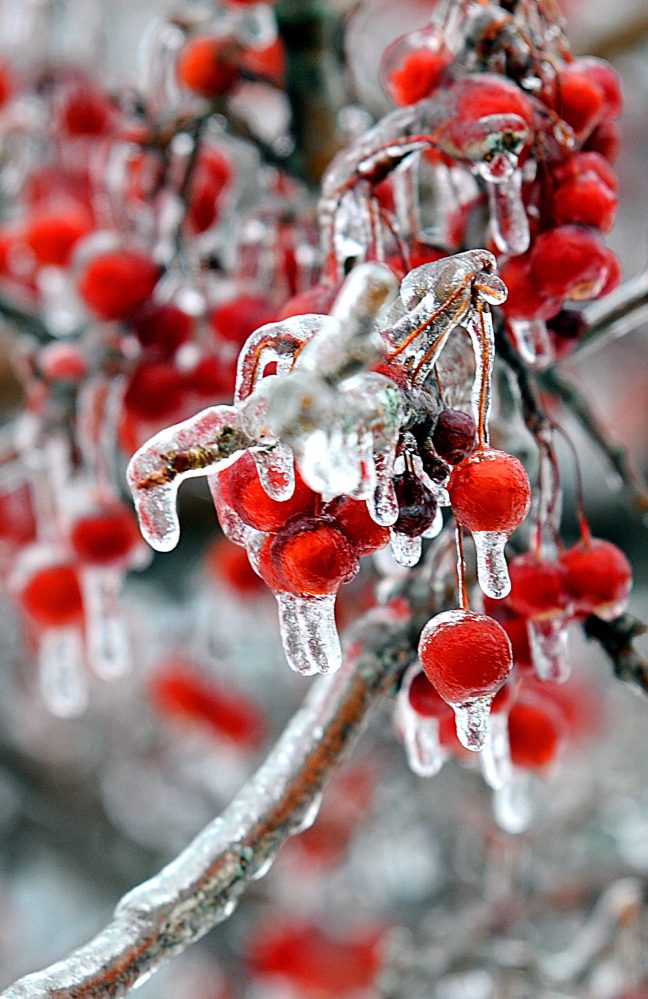 Cherries are iced over on the campus of Bates College in Lewiston on Sunday. Central Maine saw more ice buildup than coastal areas did during the day on Sunday.