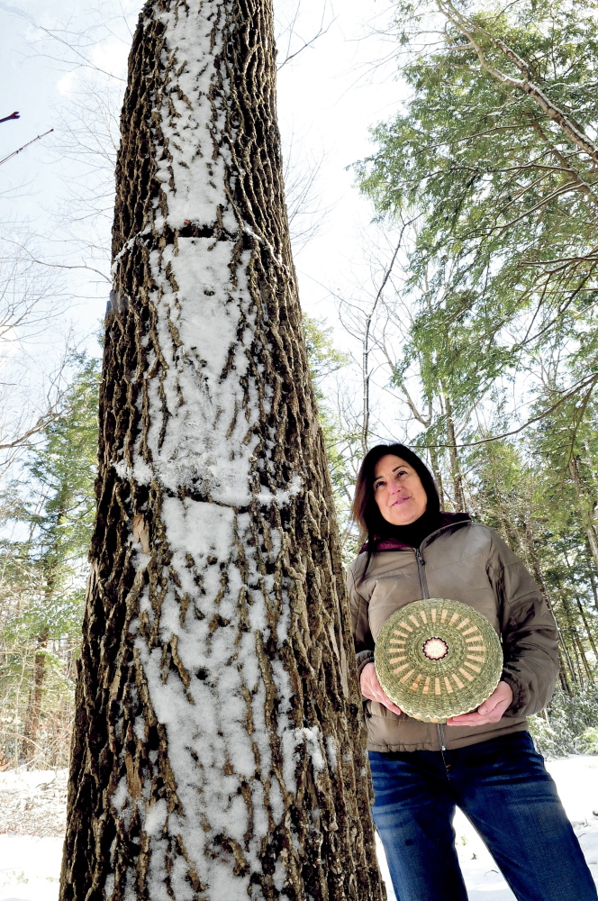 Theresa Secord, president of the Maine Indian Basketmakers Alliance, stands beside an ash tree in Waterville, while holding a basket she made. She is raising concern that the emerald ash borer might devastate ash trees in the state. “These invasive pests are nearly unstoppable,” she said.