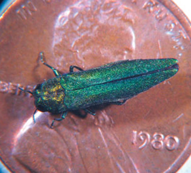 The emerald ash borer, an invasive Asian beetle, is the most destructive forest pest ever documented in North America, scientists say.