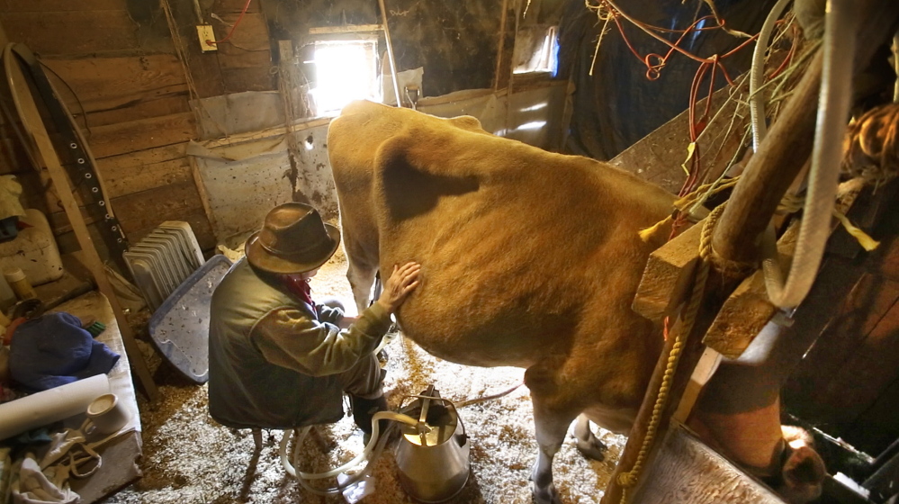 Joann Grohman of Carthage strokes her cow Fern during milking.