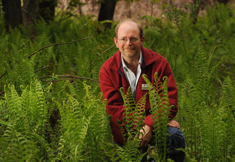 Dave Fuller, at home in a field of ostrich fern (Mattecuccia struthiopteris) fiddleheads.