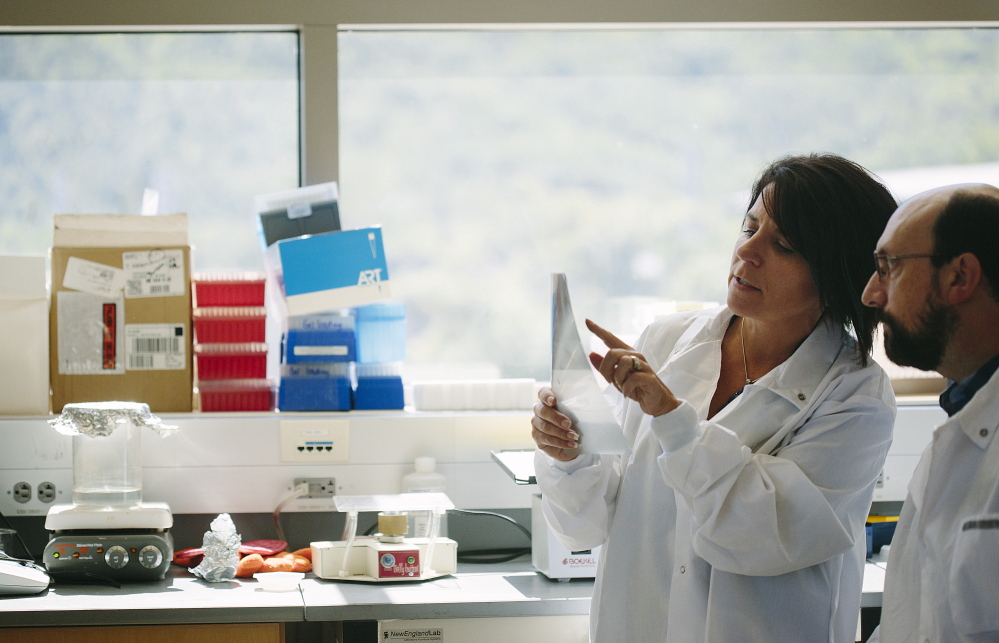 BAR HARBOR, ME - AUGUST 28: Jackson Laboratory researchers Dr. Cat Lutz, left, and Dr. Greg Cox discuss a genome map on x-ray film in Cox’s laboratory in Bar Harbor, ME on Thursday, August 28, 2014. An increase in donations from the Ice Bucket Challenge will allow Jackson Laboratory ALS research to expand and provide more ALS research mice to labs around the world. (Photo by Whitney Hayward/Staff Photographer)