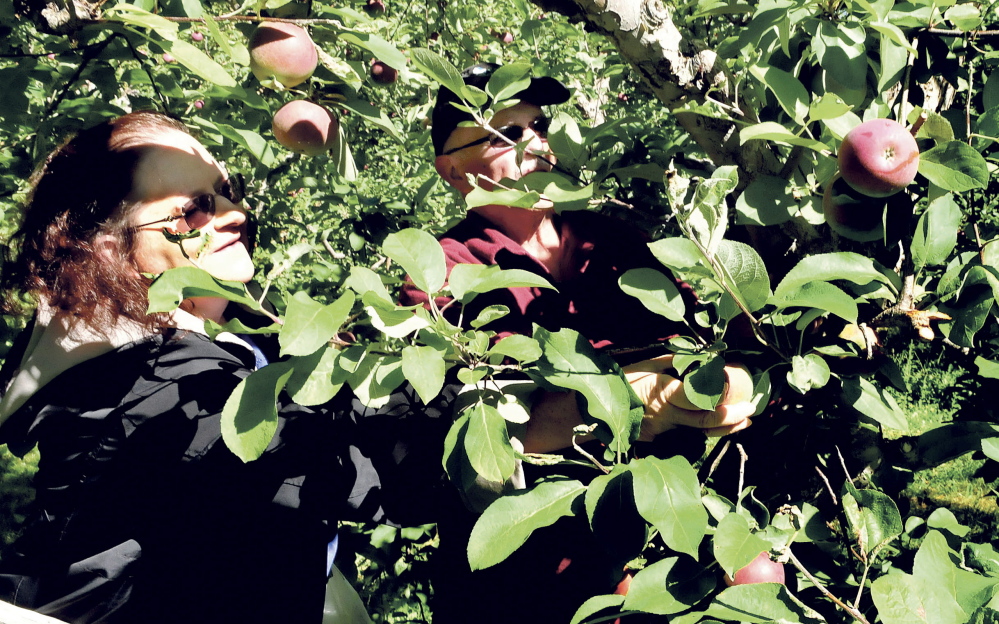 Stephanie and Gary Cobb of Madison pick a bag full of apples at North Star Orchards in Madison during the statewide Maine Apple Sunday event.