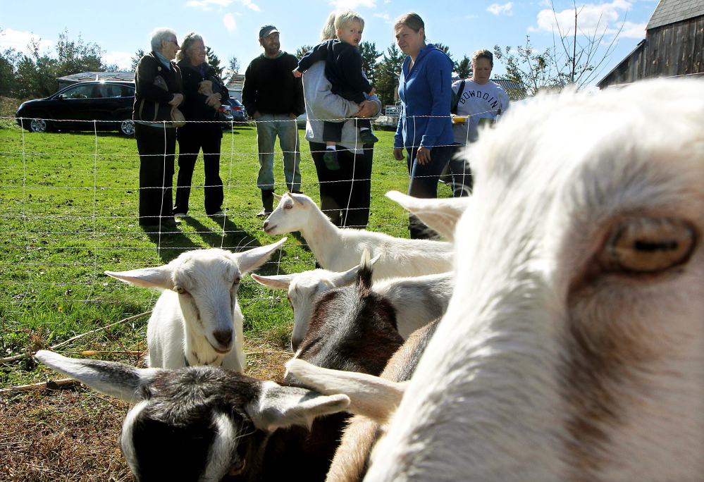 Two-year-old Kevin Barrow exchanges looks with some other kids while visiting Kennebec Cheesery at Koons Farm in Sidney on Sunday during Maine Open Creamery Day.