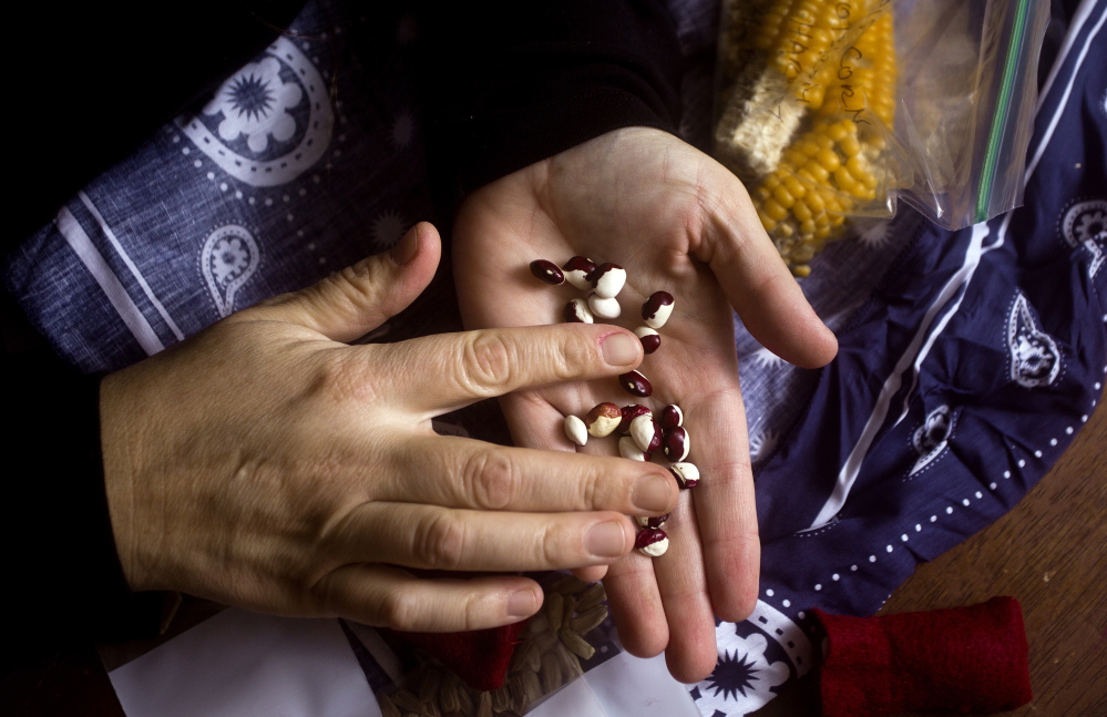 Plansowes Dana with aboriginal seeds given to the Passamaquoddies by the Abenaki tribe of Vermont.