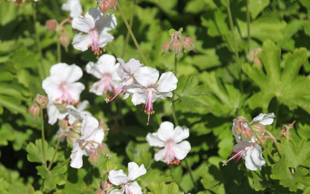 Geranium x cantabrigiense “Biokovo,” the Perennial Plant Association’s plant of the year.