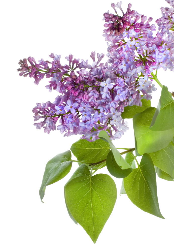 Bill Cullina, executive director of Coastal Maine Botanical Gardens, cuts back lilac bushes every three to five years.