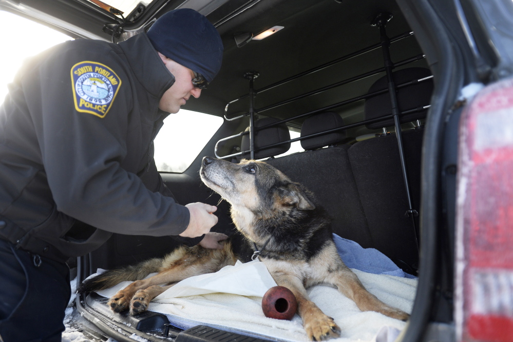 Officer Shane Stephenson of the South Portland Police Department spends a moment with Sultan, a retired Yarmouth police dog who had become his pet, before Sultan was euthanized Friday.